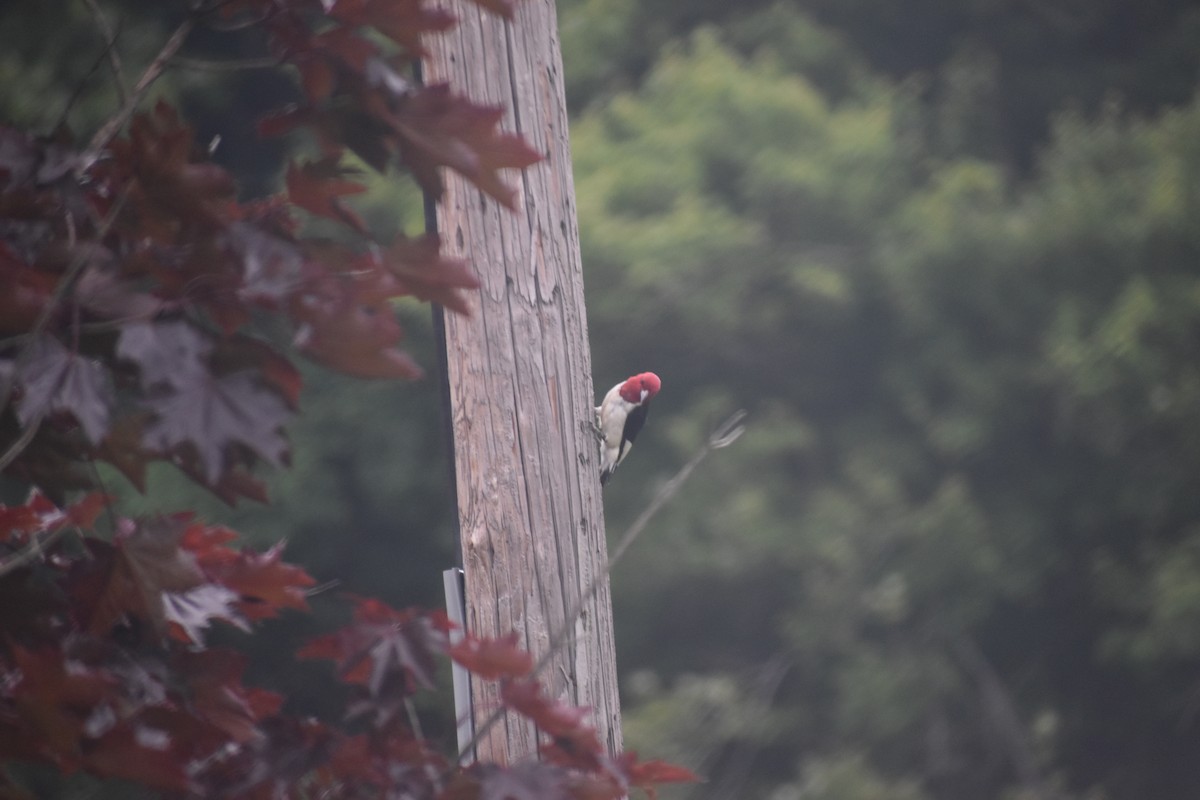 Red-headed Woodpecker - ML646970601