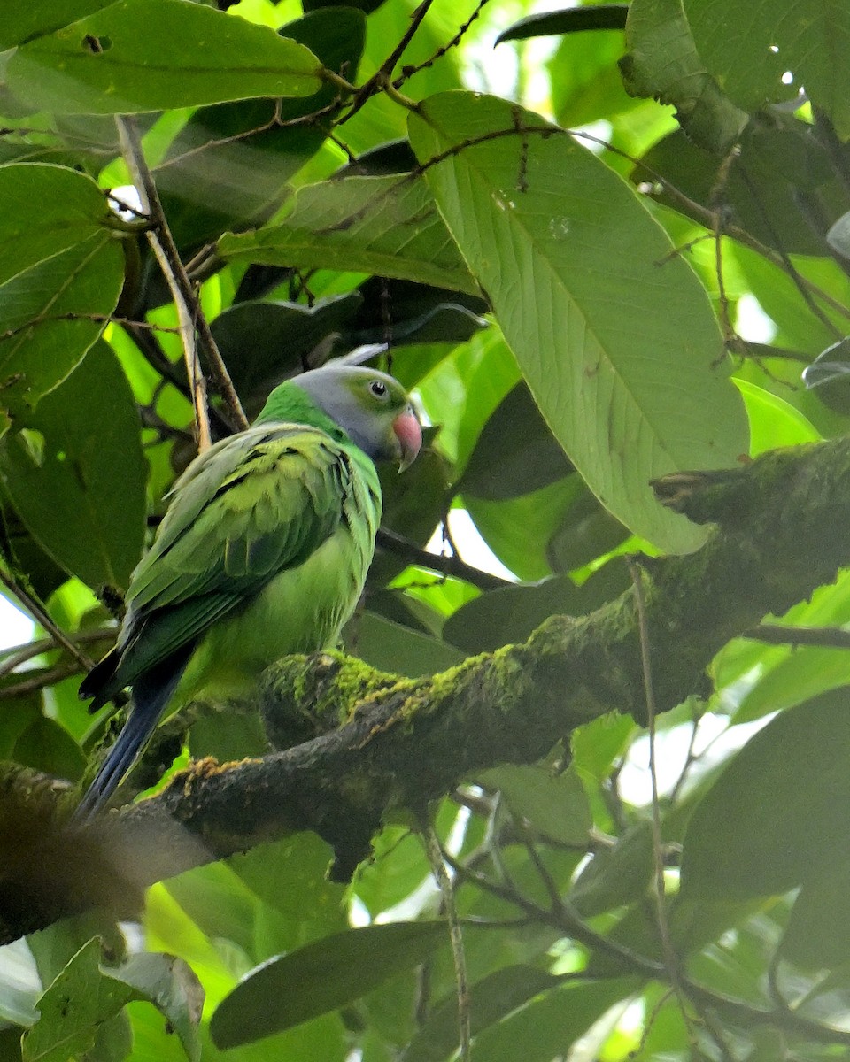 Layard's Parakeet - ML646970603