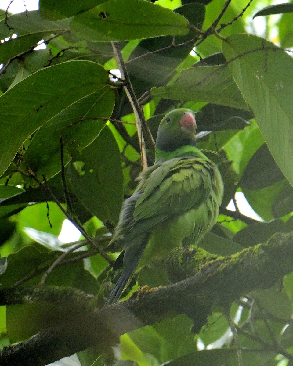 Layard's Parakeet - ML646970604