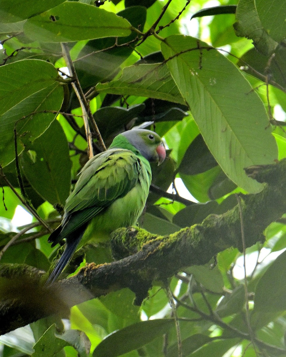 Layard's Parakeet - ML646970606