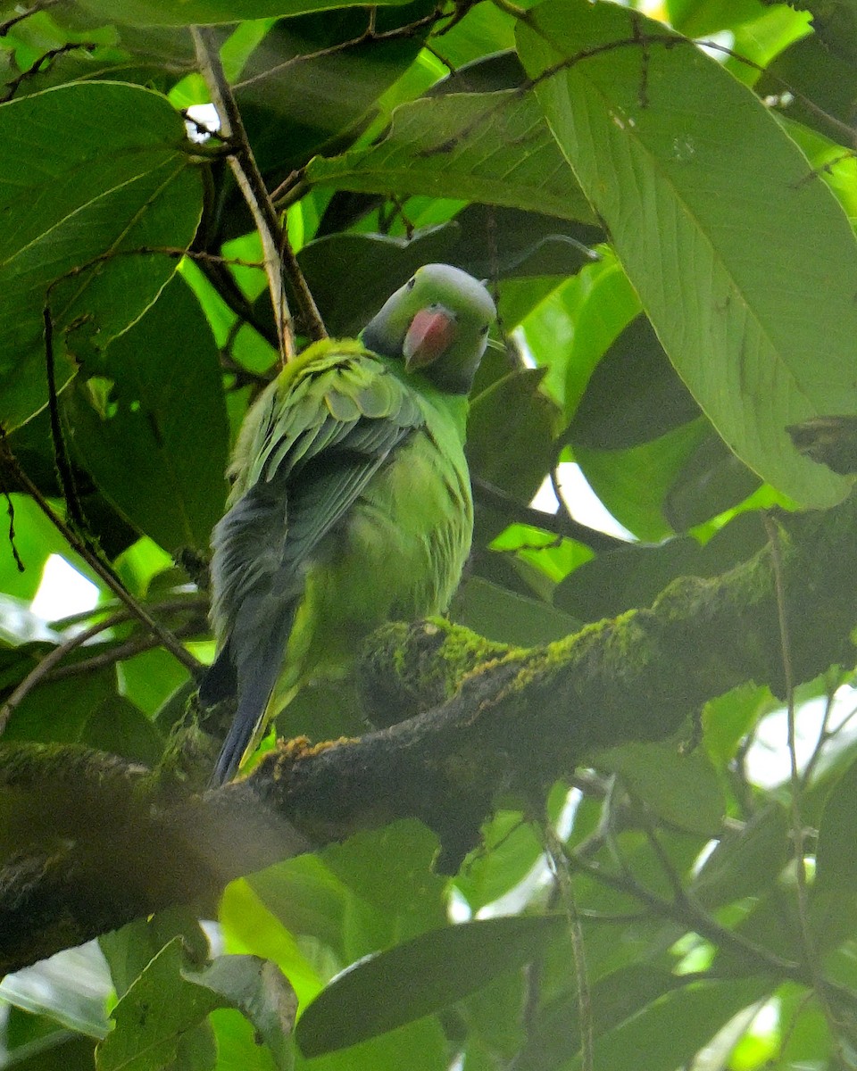 Layard's Parakeet - ML646970607