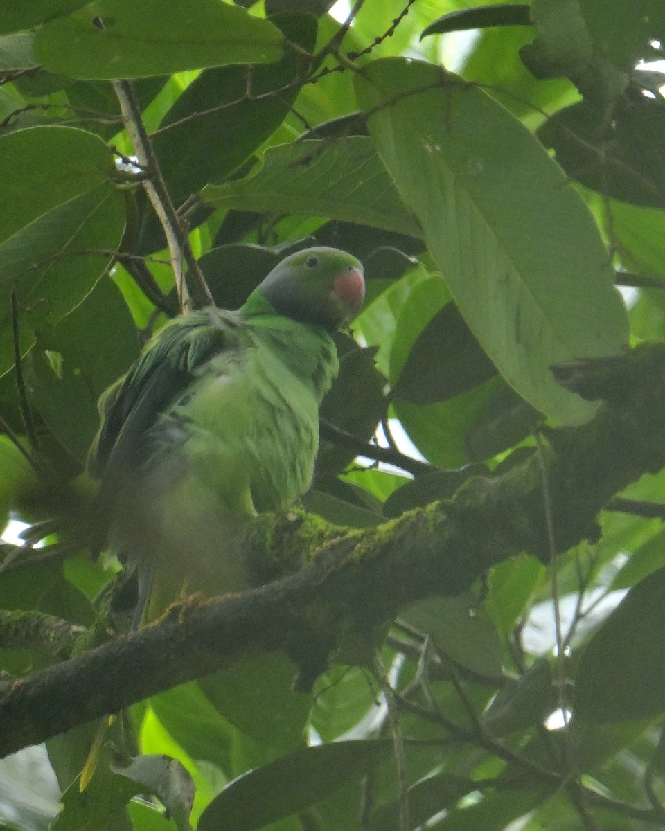 Layard's Parakeet - ML646970608