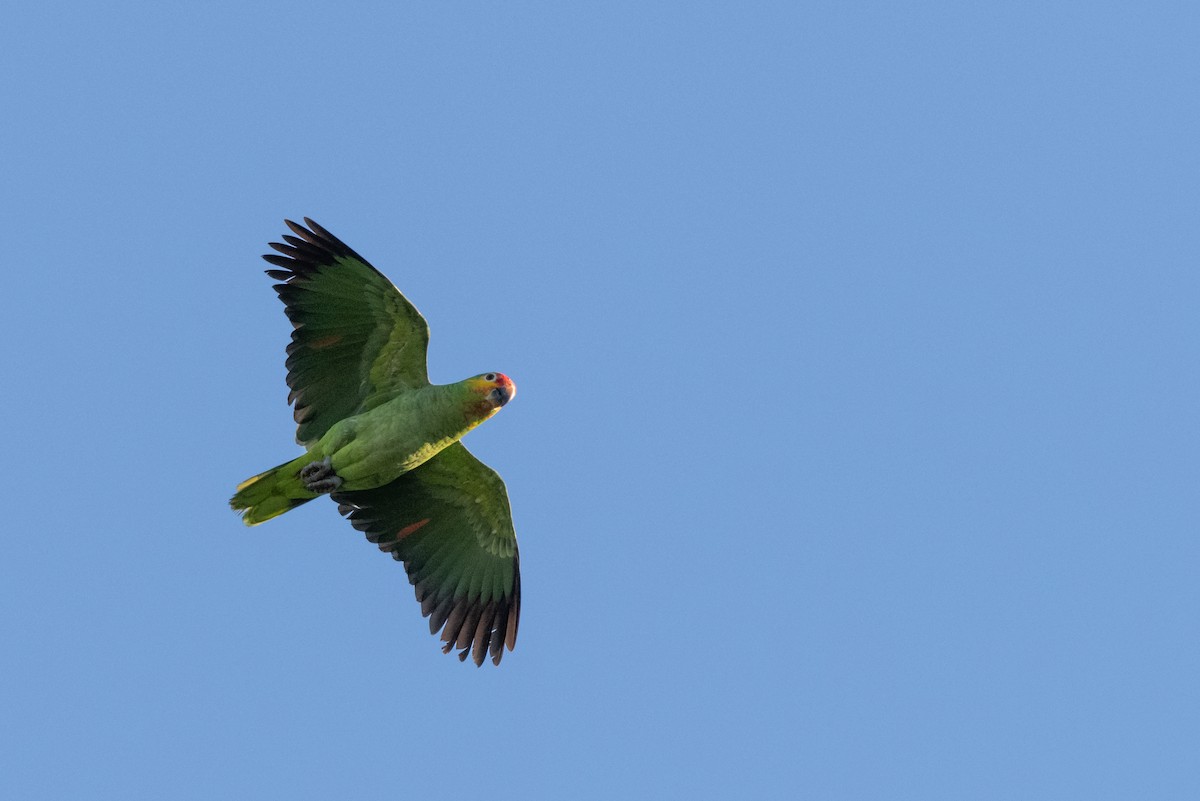 Red-lored Amazon - ML646970610