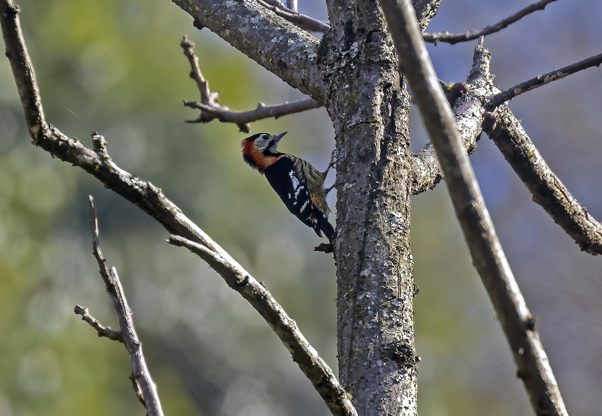 Crimson-naped Woodpecker - ML646970612