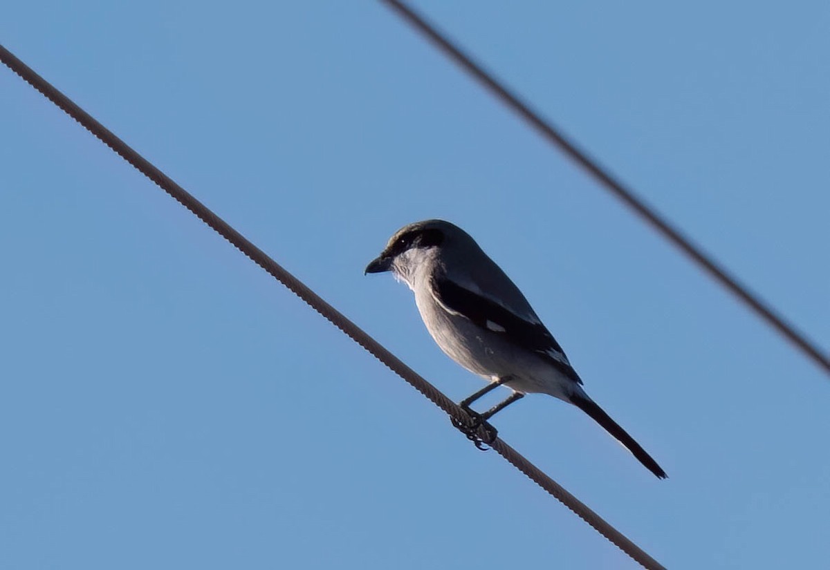 Loggerhead Shrike - ML646970613