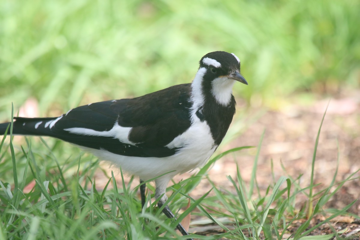 Magpie-lark - ML646970614