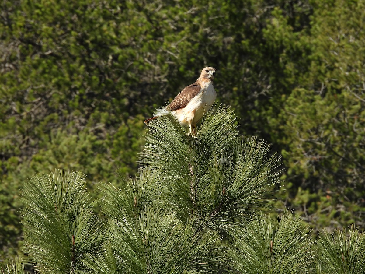Red-tailed Hawk - ML646970615