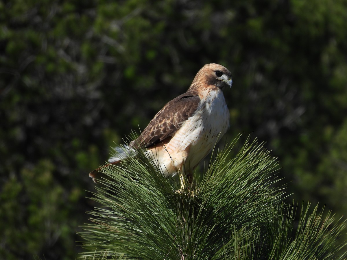 Red-tailed Hawk - ML646970616