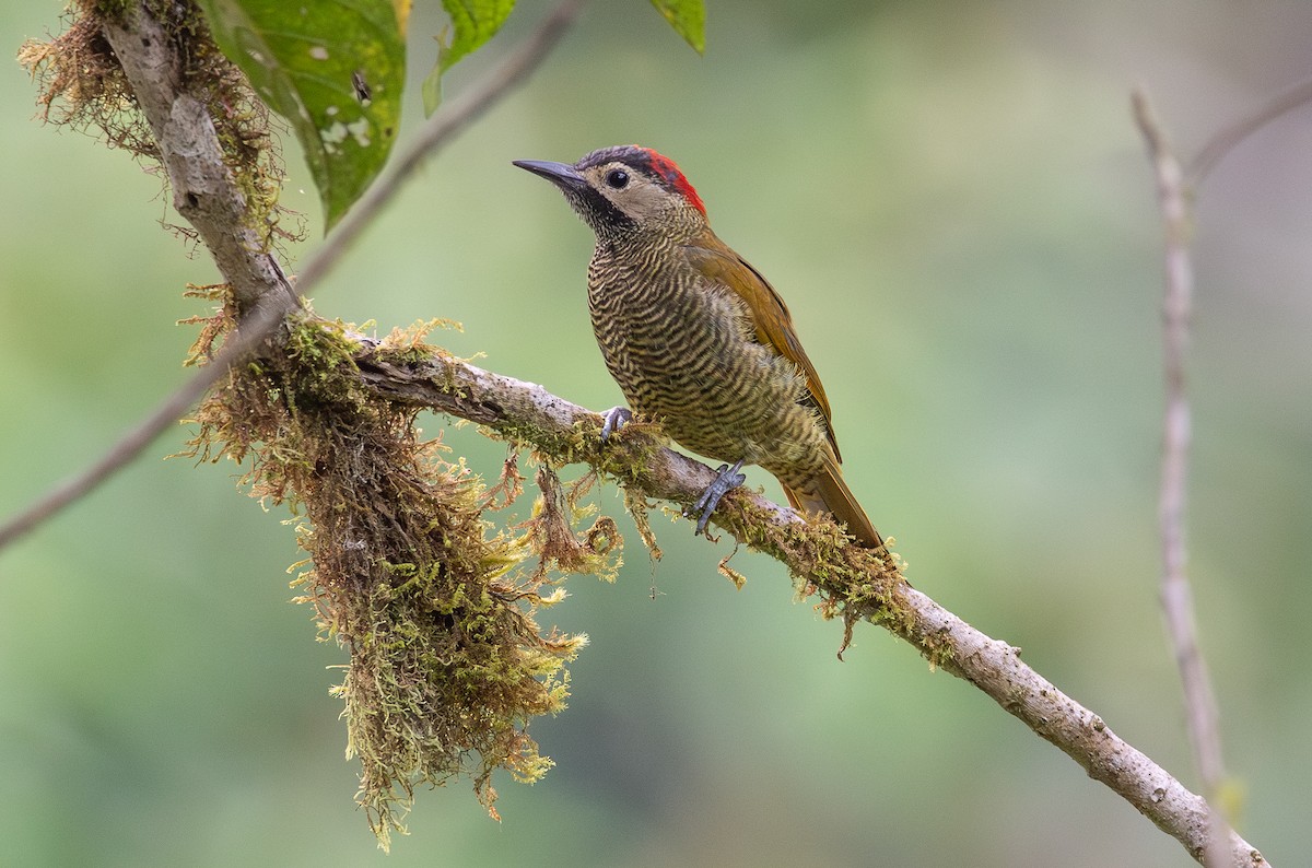 Golden-olive Woodpecker - ML646970617
