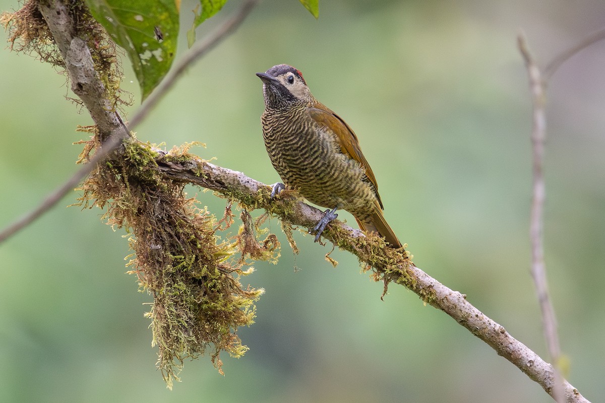 Golden-olive Woodpecker - ML646970618
