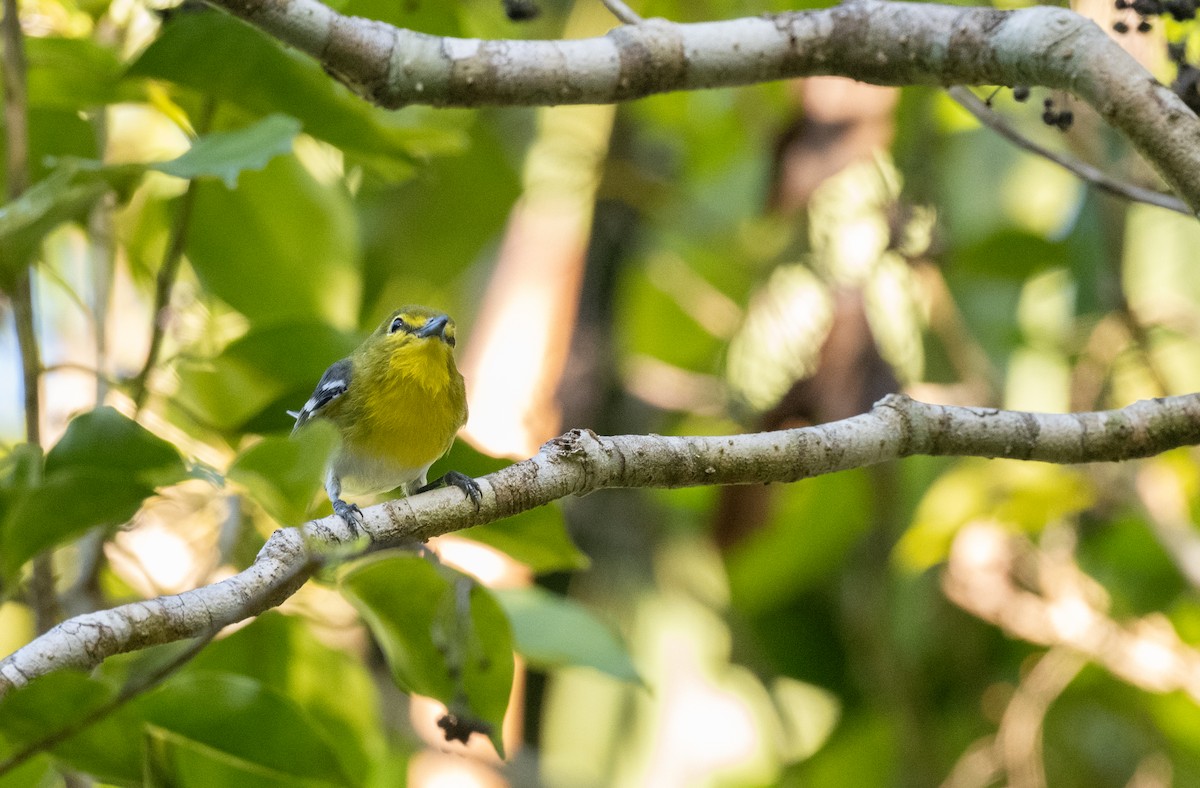 Yellow-throated Vireo - ML646970619