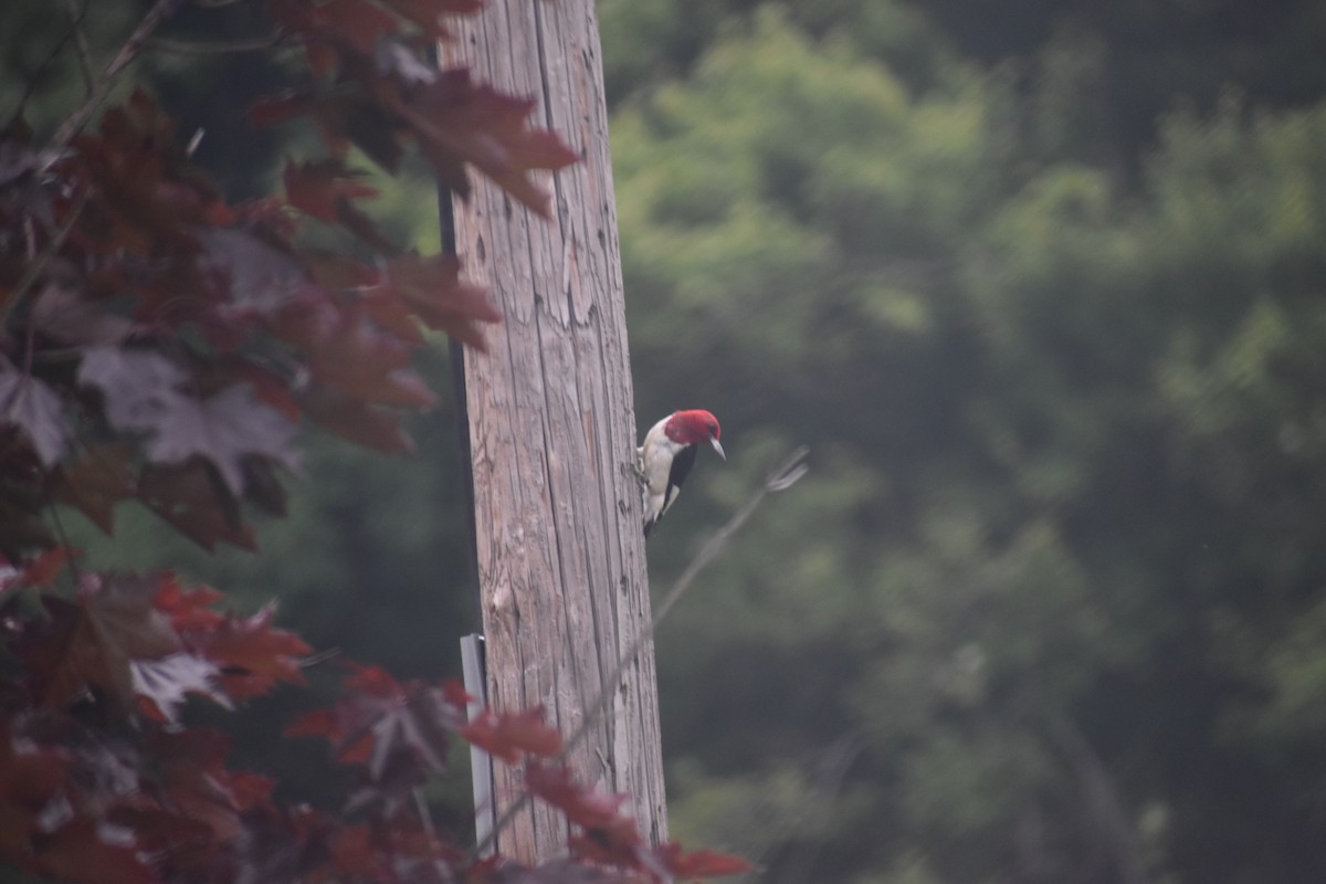 Red-headed Woodpecker - ML646970621
