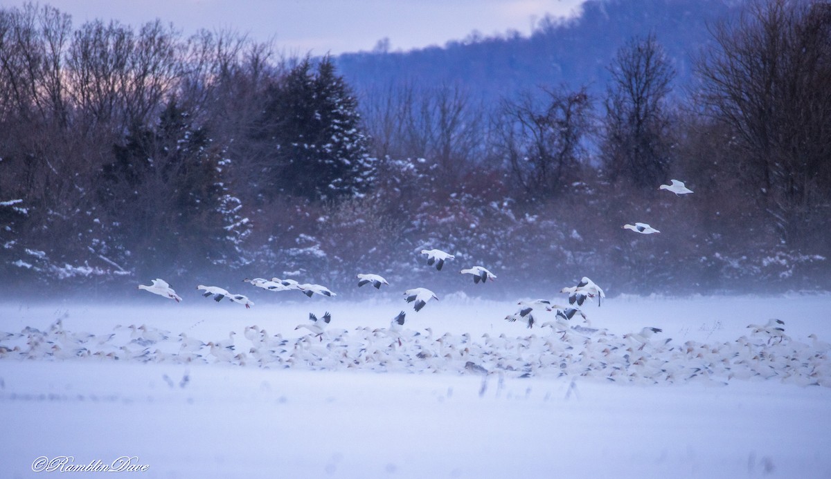 Snow Goose - ML646970626