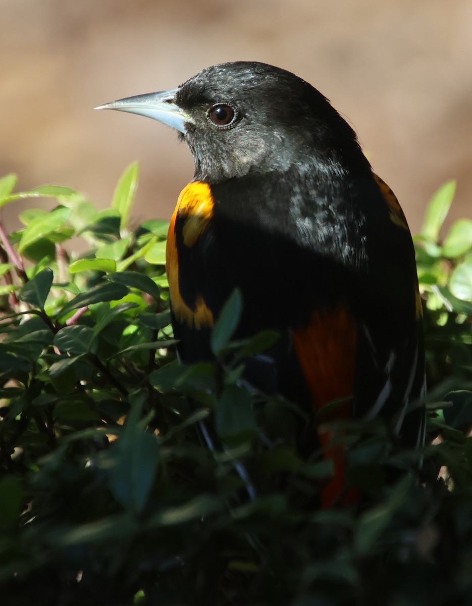 Baltimore Oriole - ML646970629