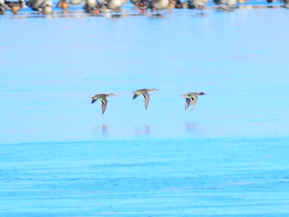 Green-winged Teal (American) - ML646970630