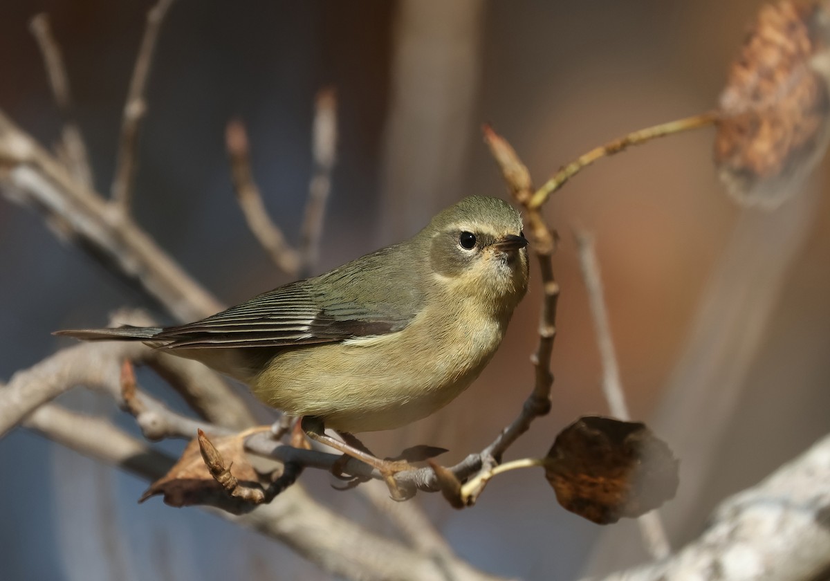 Black-throated Blue Warbler - ML646970631