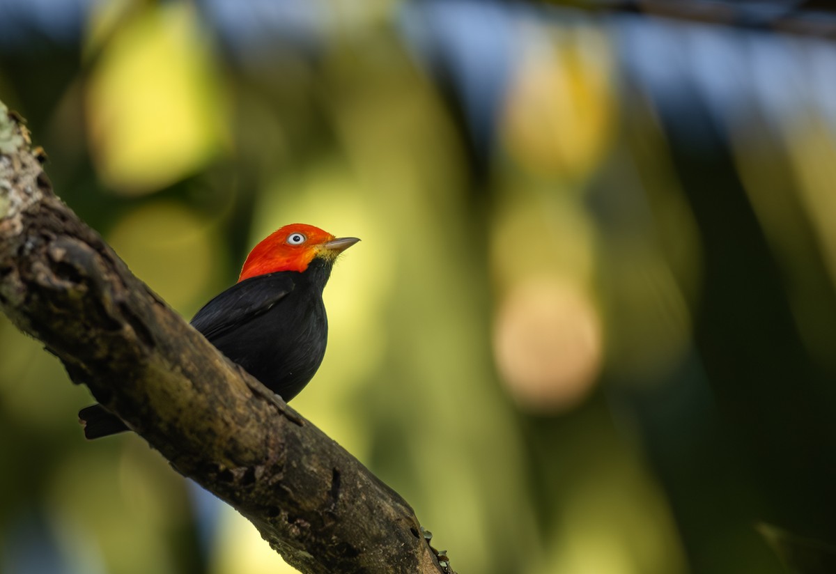 Red-capped Manakin - ML646970632