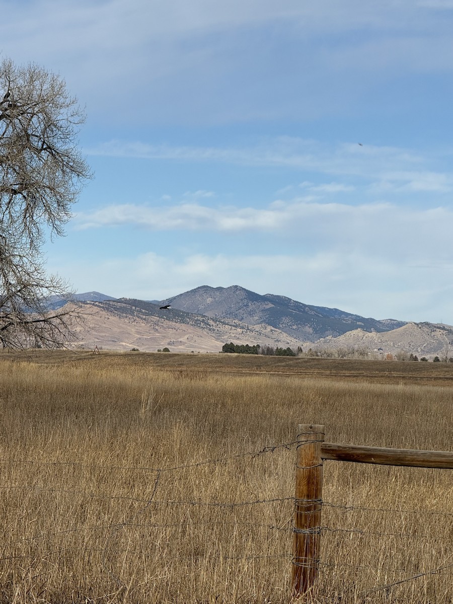 Bald Eagle - ML646970633