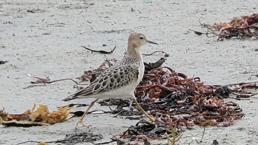 Buff-breasted Sandpiper - ML646970636
