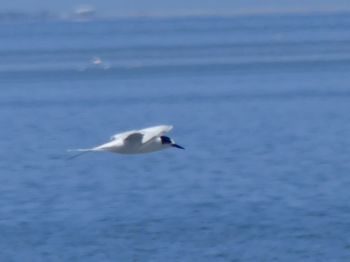 Common Tern - ML646970643