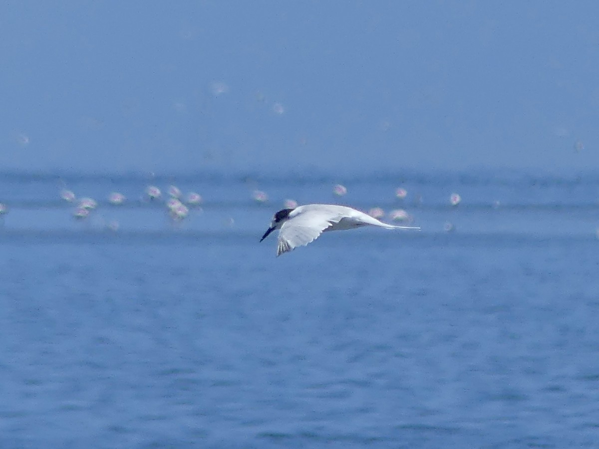 Common Tern - ML646970644