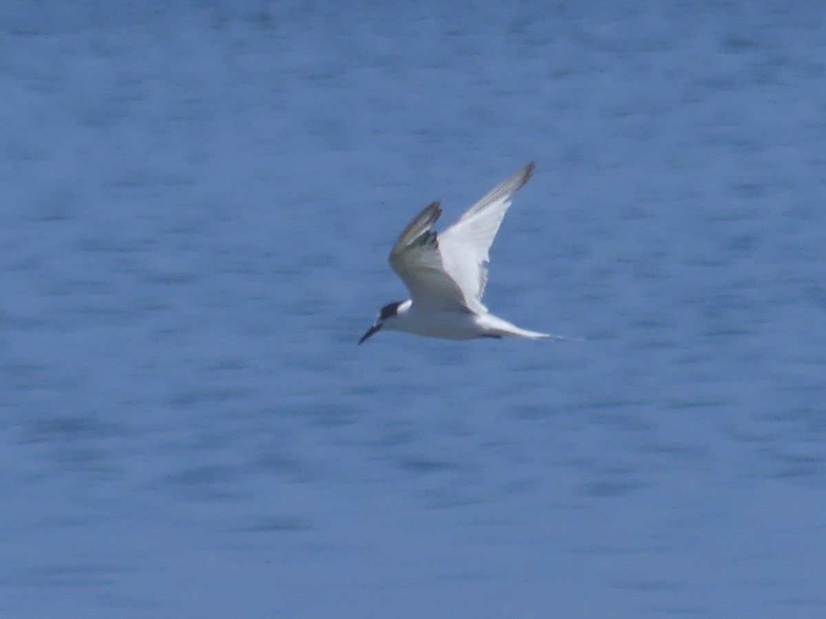 Common Tern - ML646970645