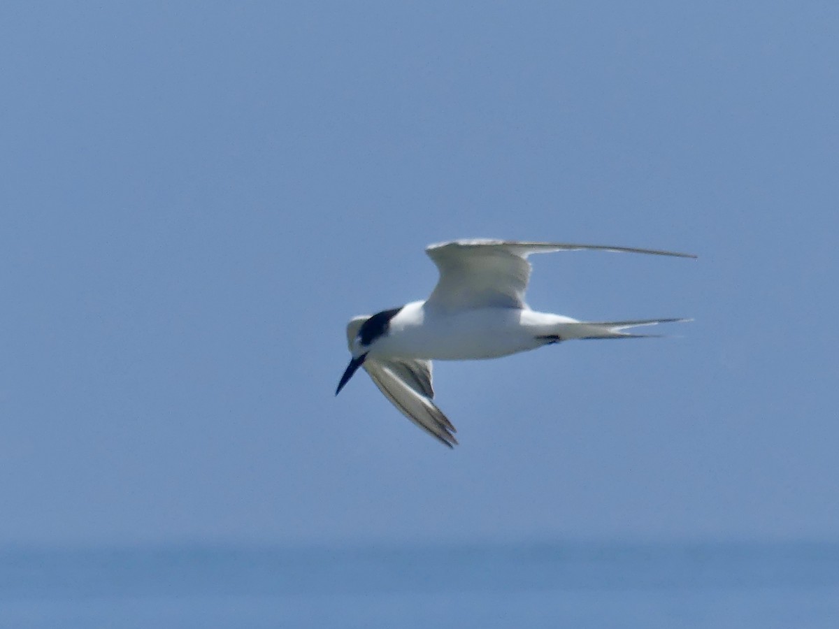 Common Tern - ML646970646