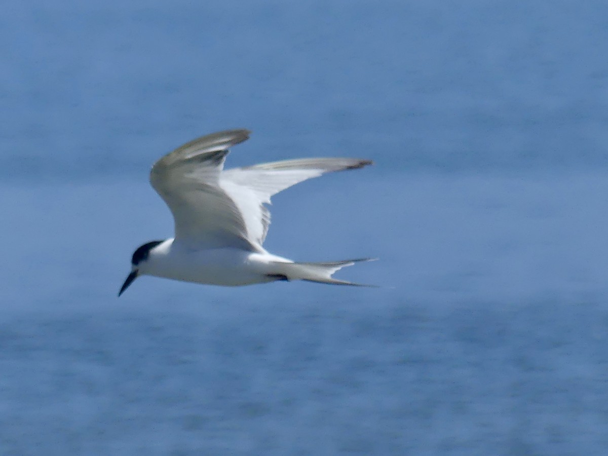 Common Tern - ML646970647