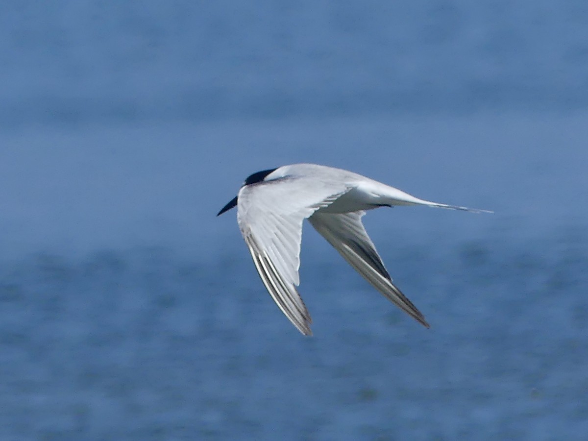 Common Tern - ML646970648