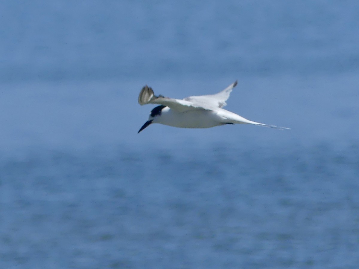 Common Tern - ML646970649