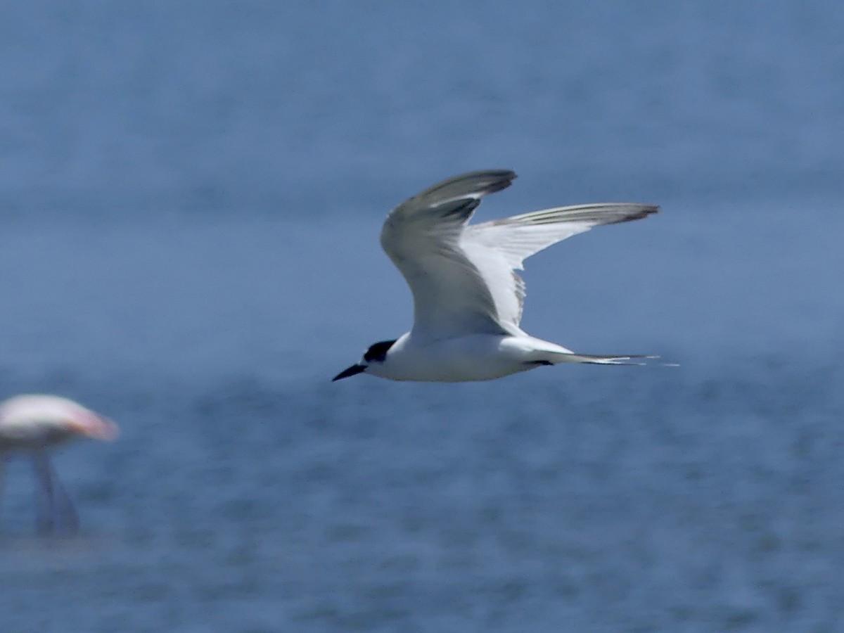 Common Tern - ML646970650