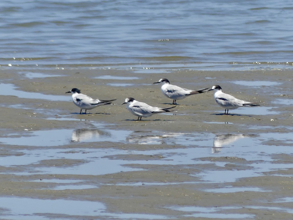 Common Tern - ML646970651