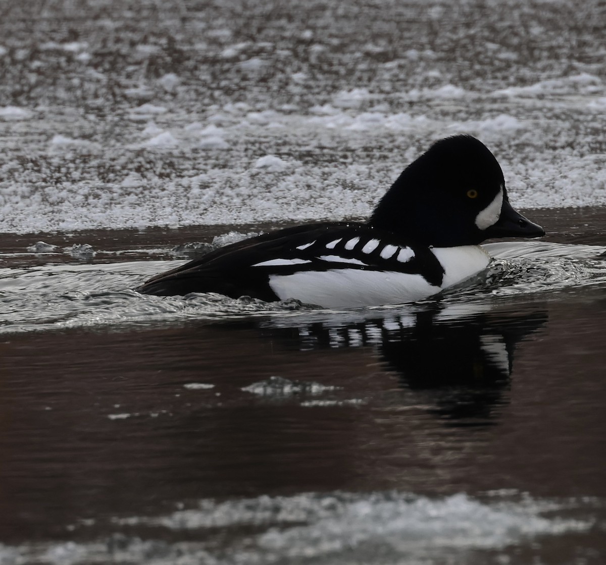 キタホオジロガモ - ML646970655