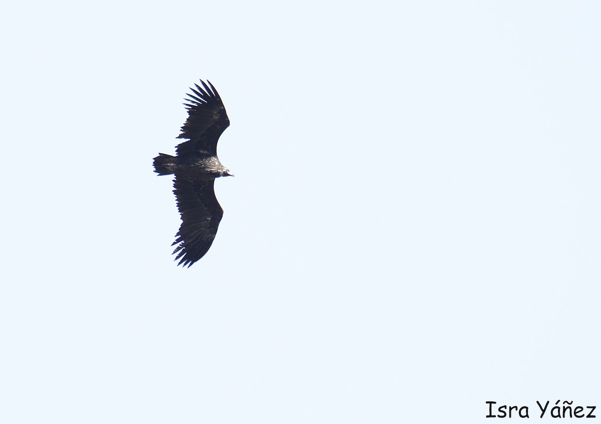 Buitre Negro - ML646970660