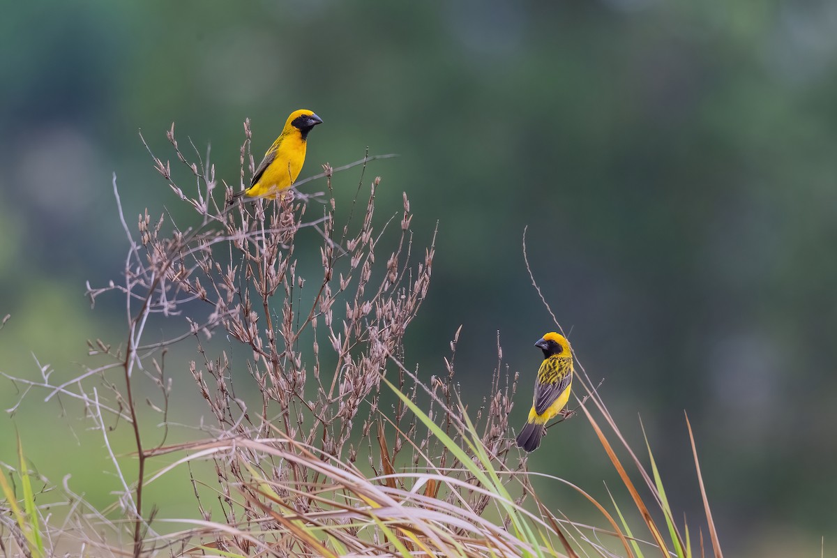Asian Golden Weaver - ML646970662
