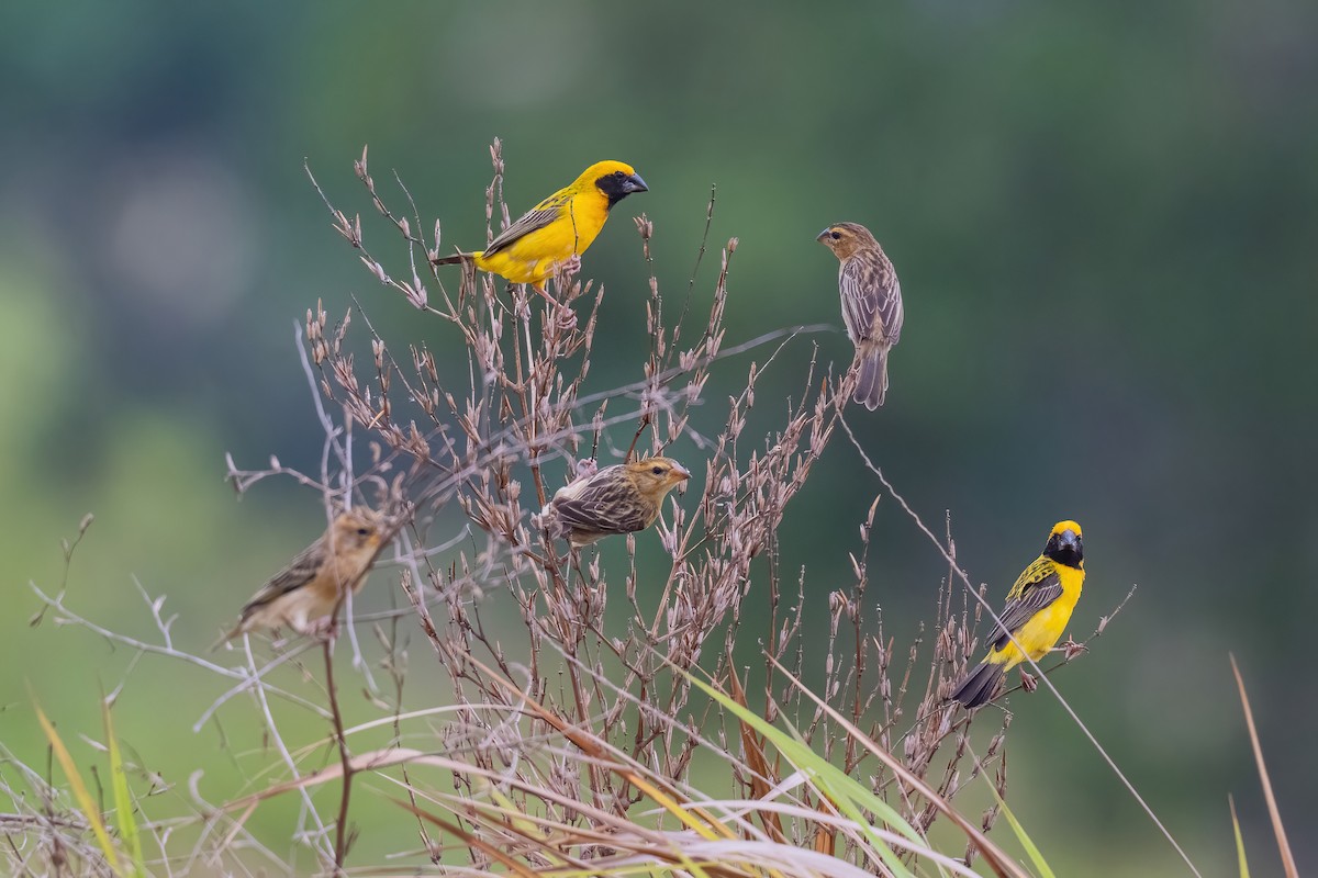 Asian Golden Weaver - ML646970663