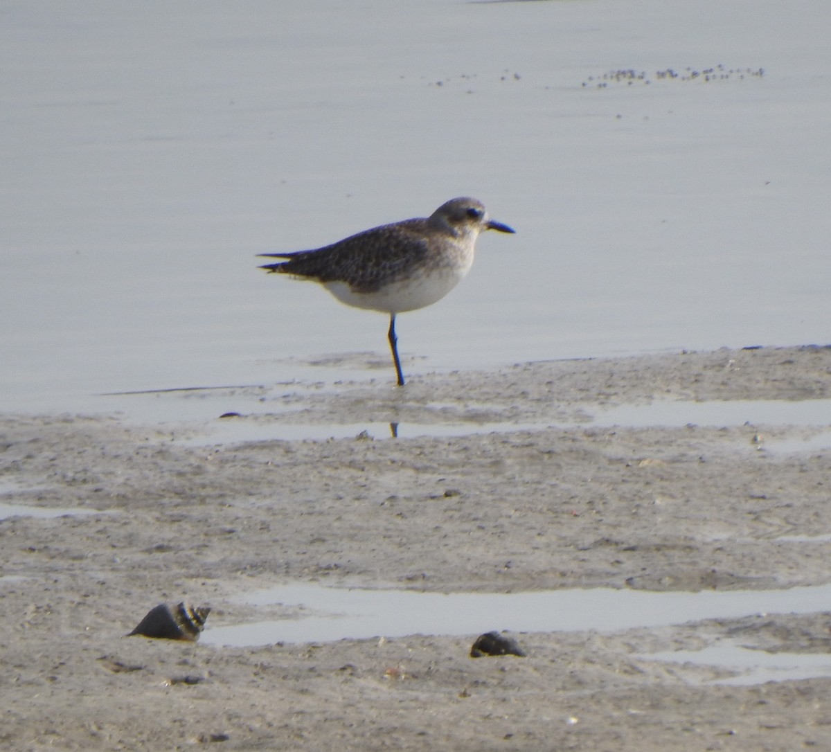 Gümüş Yağmurcun - ML646970664