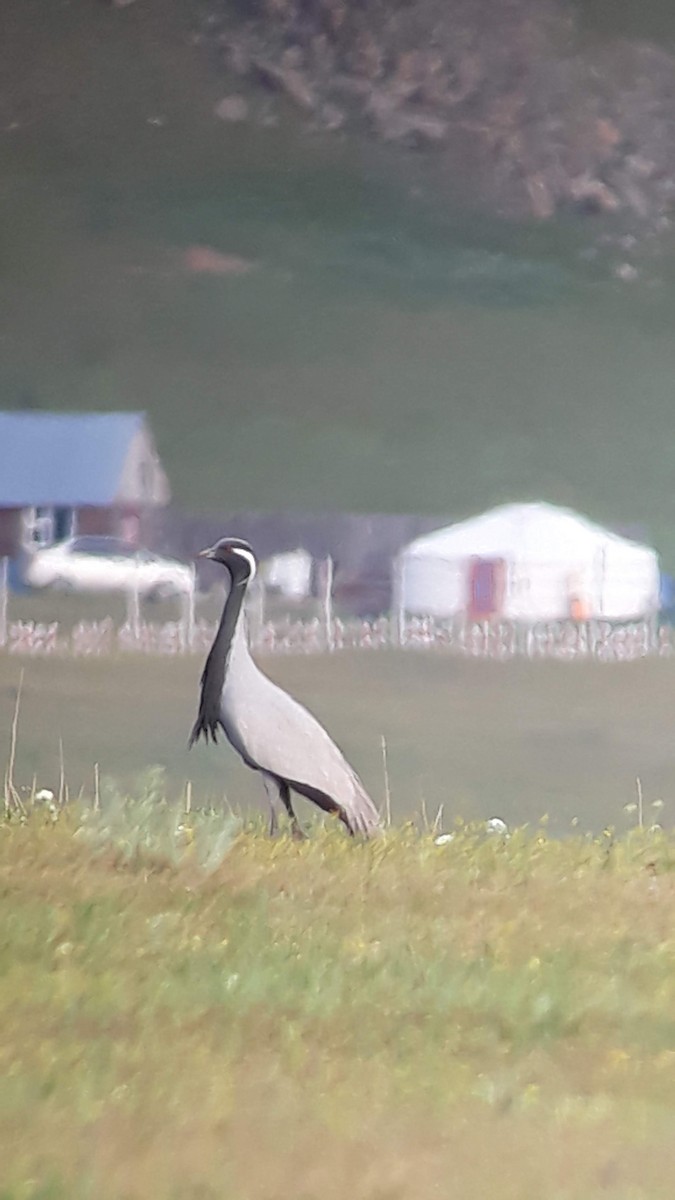 Telli Turna - ML646970667