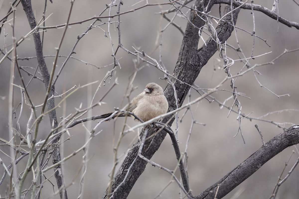 メグロトウヒチョウ - ML646970668