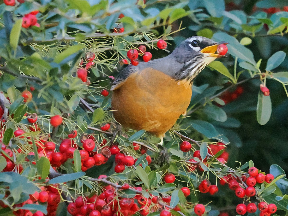 Странствующий дрозд - ML646970670