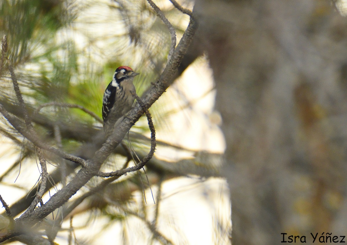 Lesser Spotted Woodpecker - ML646970674