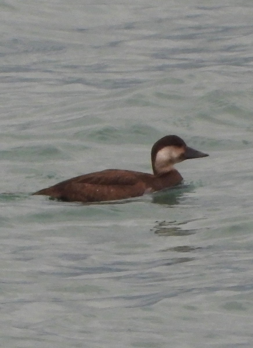 Common Scoter - ML646970682