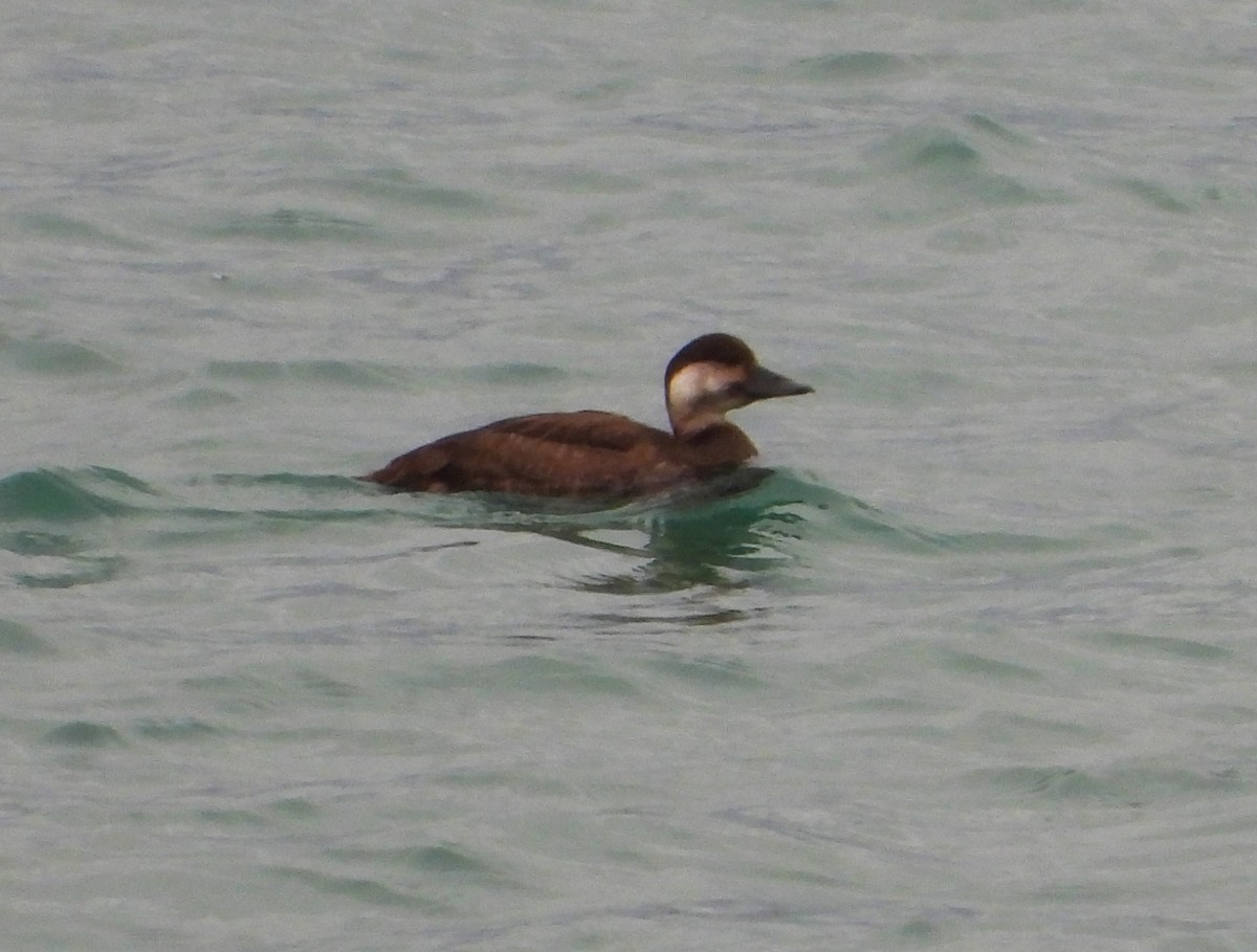 Common Scoter - ML646970683