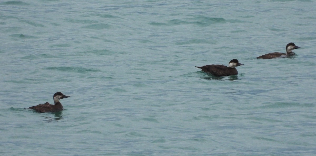 Common Scoter - ML646970684