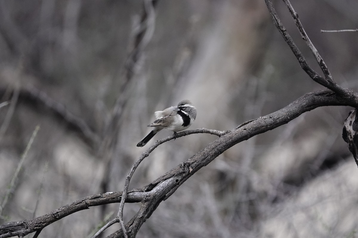 Black-throated Sparrow - ML646970689