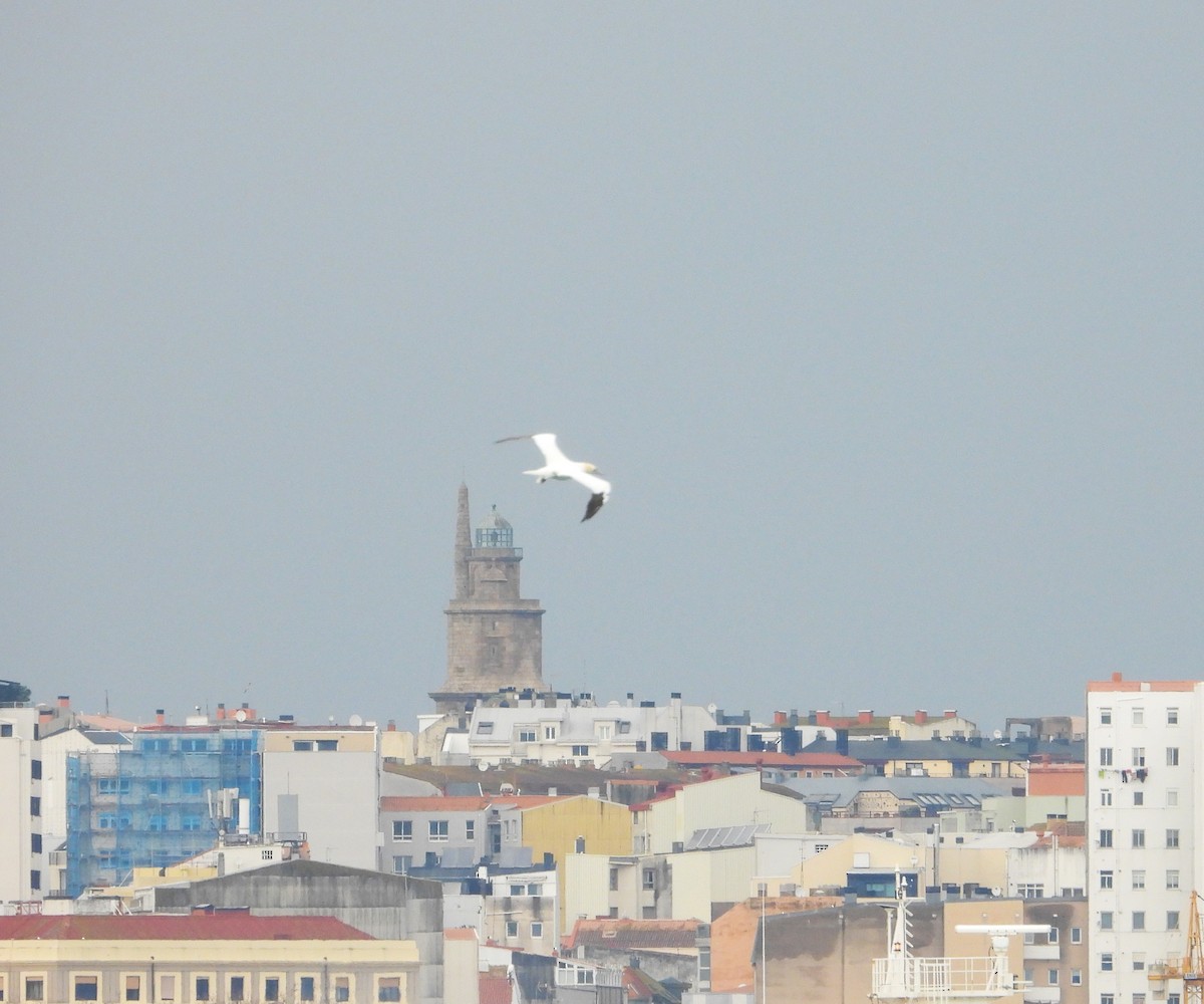 סולה מצויה - ML646970697