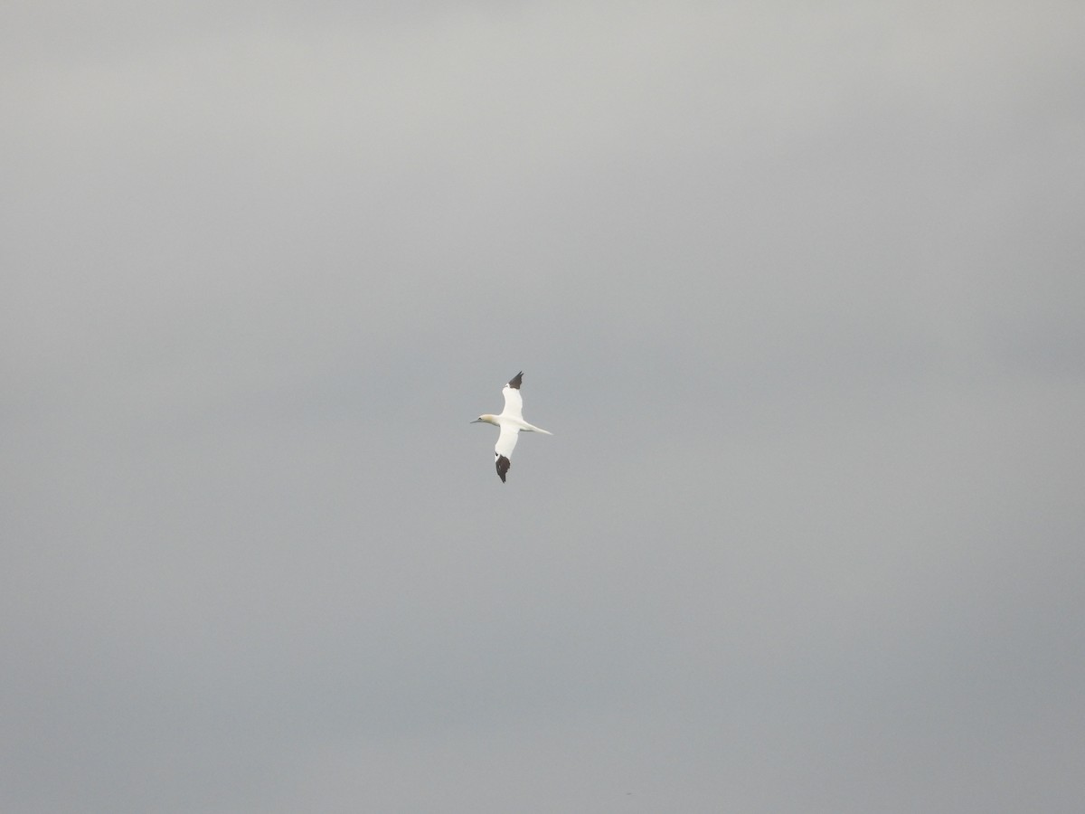 סולה מצויה - ML646970698