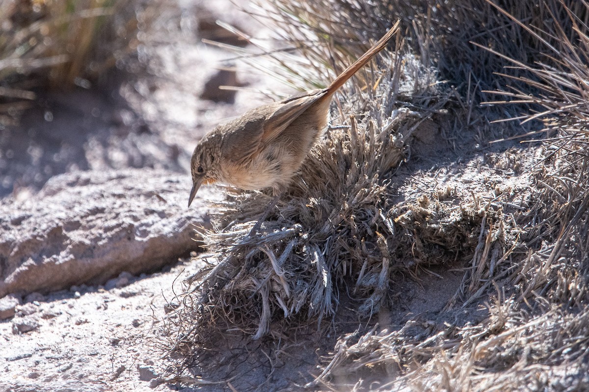 Cordilleran Canastero - ML646970699