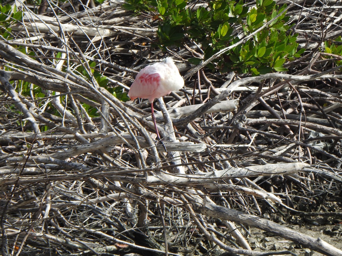 ベニヘラサギ - ML646970701