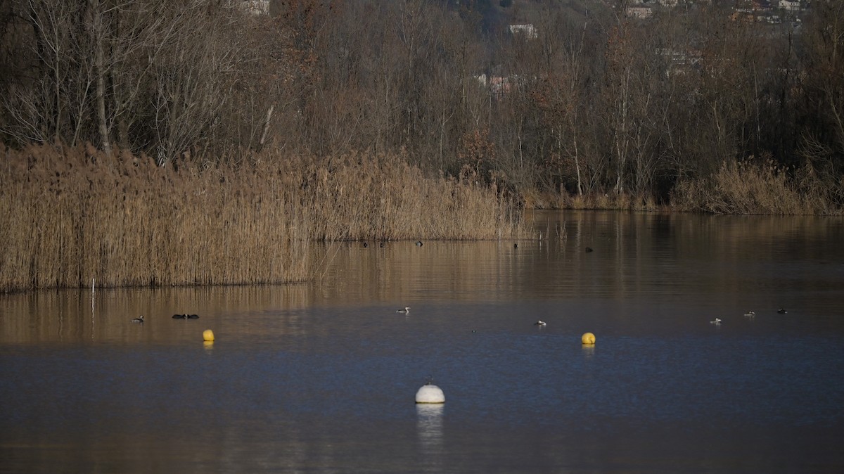 Common Pochard - ML646970705